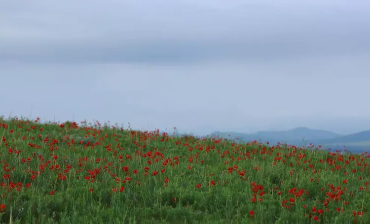 谜语聚会，红觉山丹冒雨开