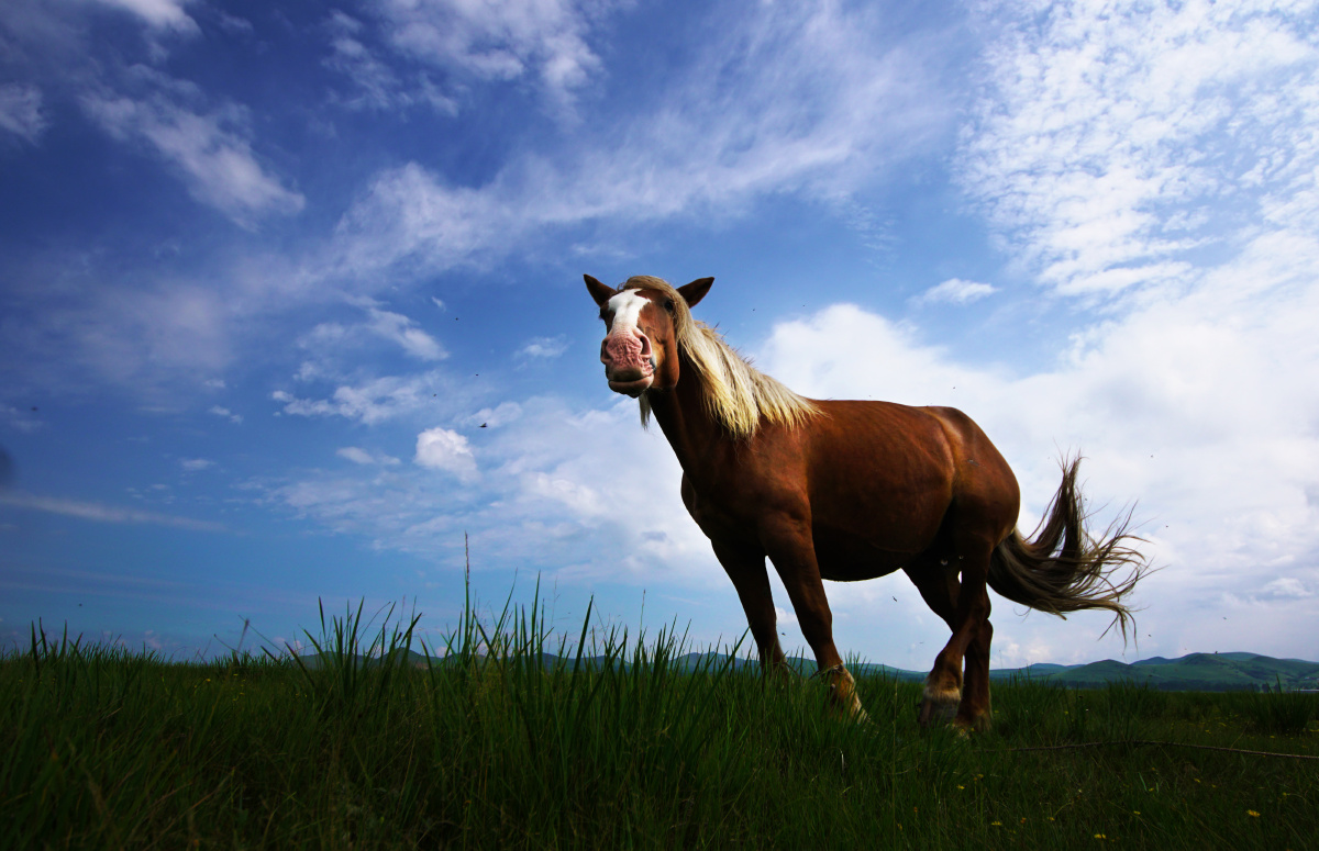 智力谜，一马平川—探索文学与地理的奇妙交汇