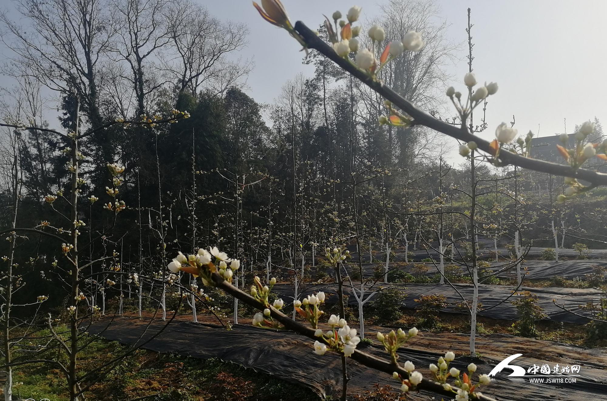 谜语反馈:今期马虎牛出特，春风豆营抽新绿