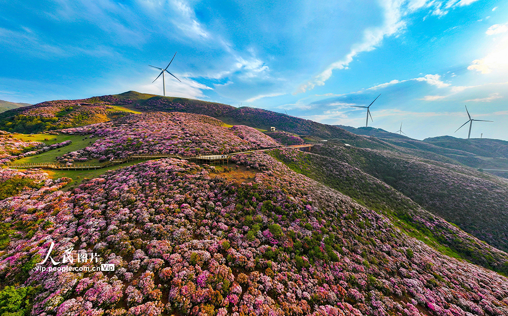 谜语解密，红英初绽倚春山，蓝溪绕岸水潺潺