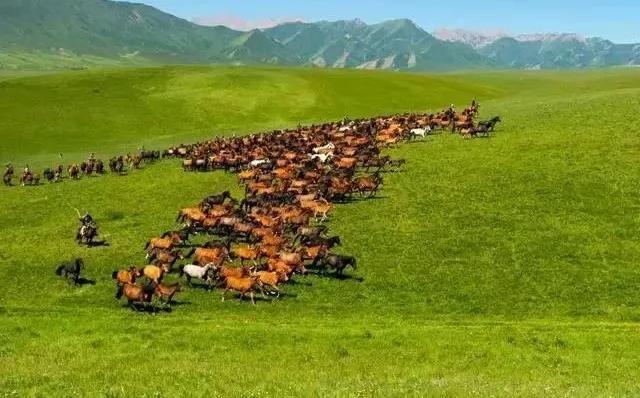 谜语分析，红觉山丹冒雨开