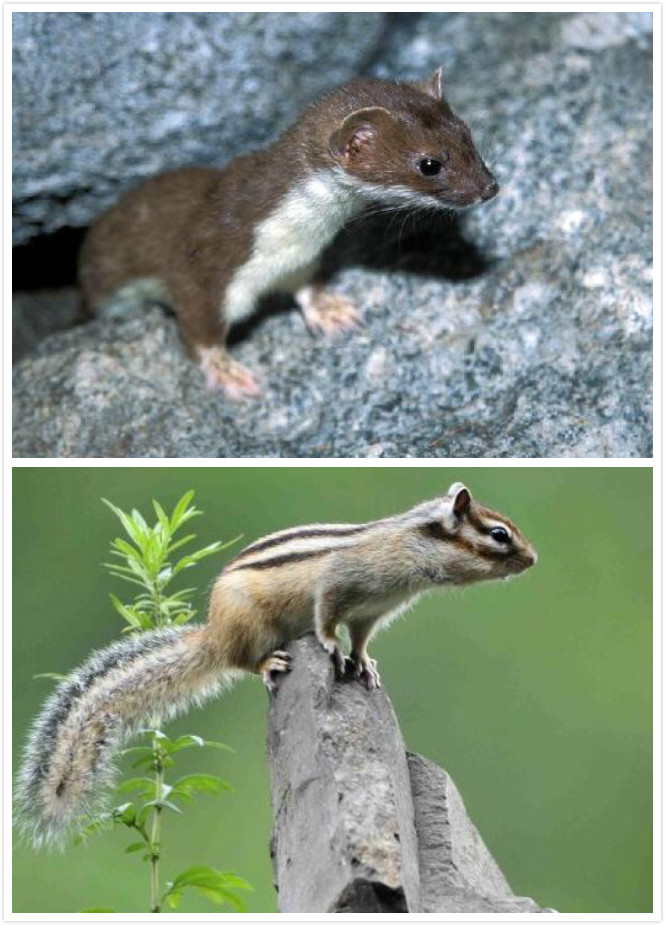 谜语文化，解析鼠钻牛角