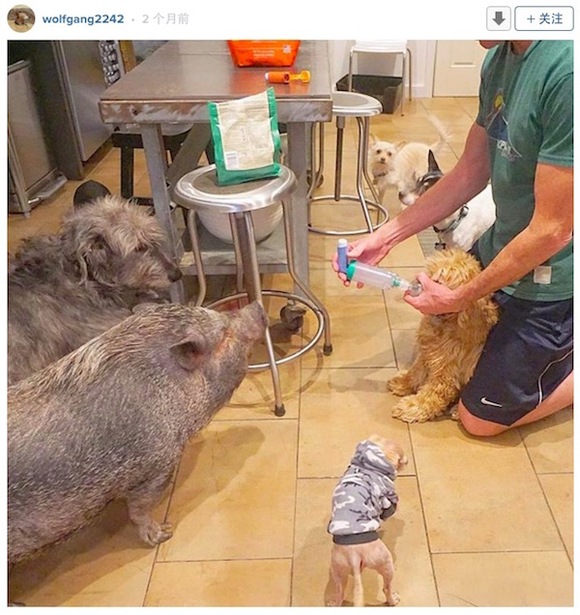 谜语活动，常见之物是猪狗，马带龙跑蛇缠身