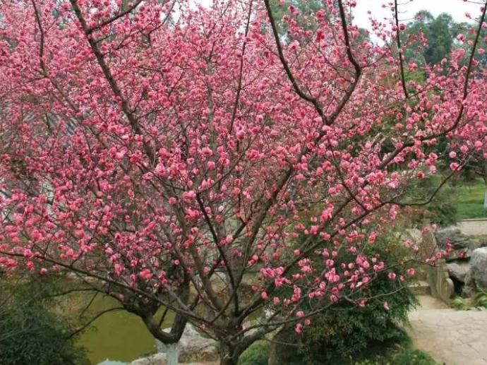 谜语解构:春风不见寻花伴，左对苍山右流水