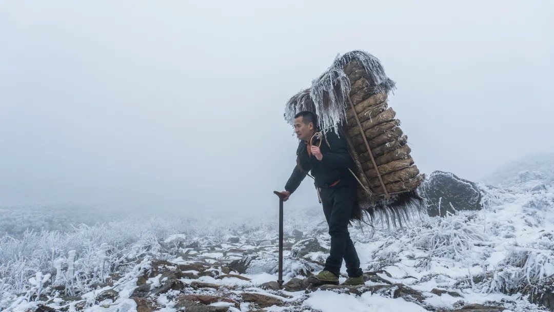 谜语智慧，背負重擔頂天踵地问梢头冷蕊疏疏