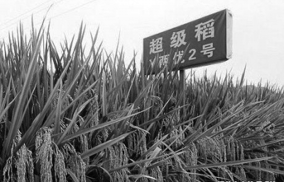 儿童谜语的魅力，探索背負重擔頂天踵地问梢头冷蕊疏疏的诗意世界