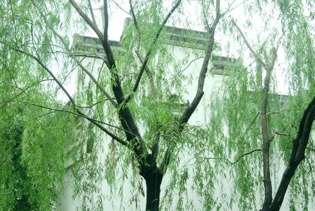 谜语解析，无心插柳柳成荫的文学意蕴与启示