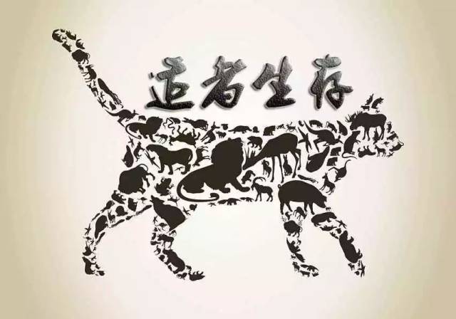 智力谜:适者生存