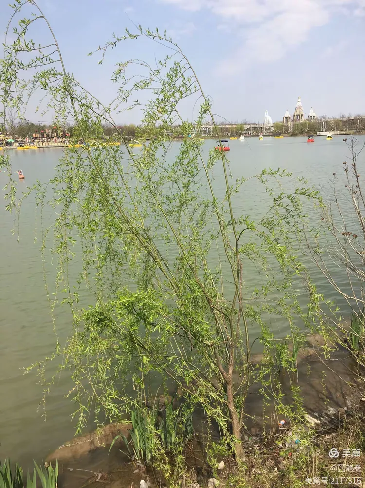 谜语吸引力:无心插柳柳成荫