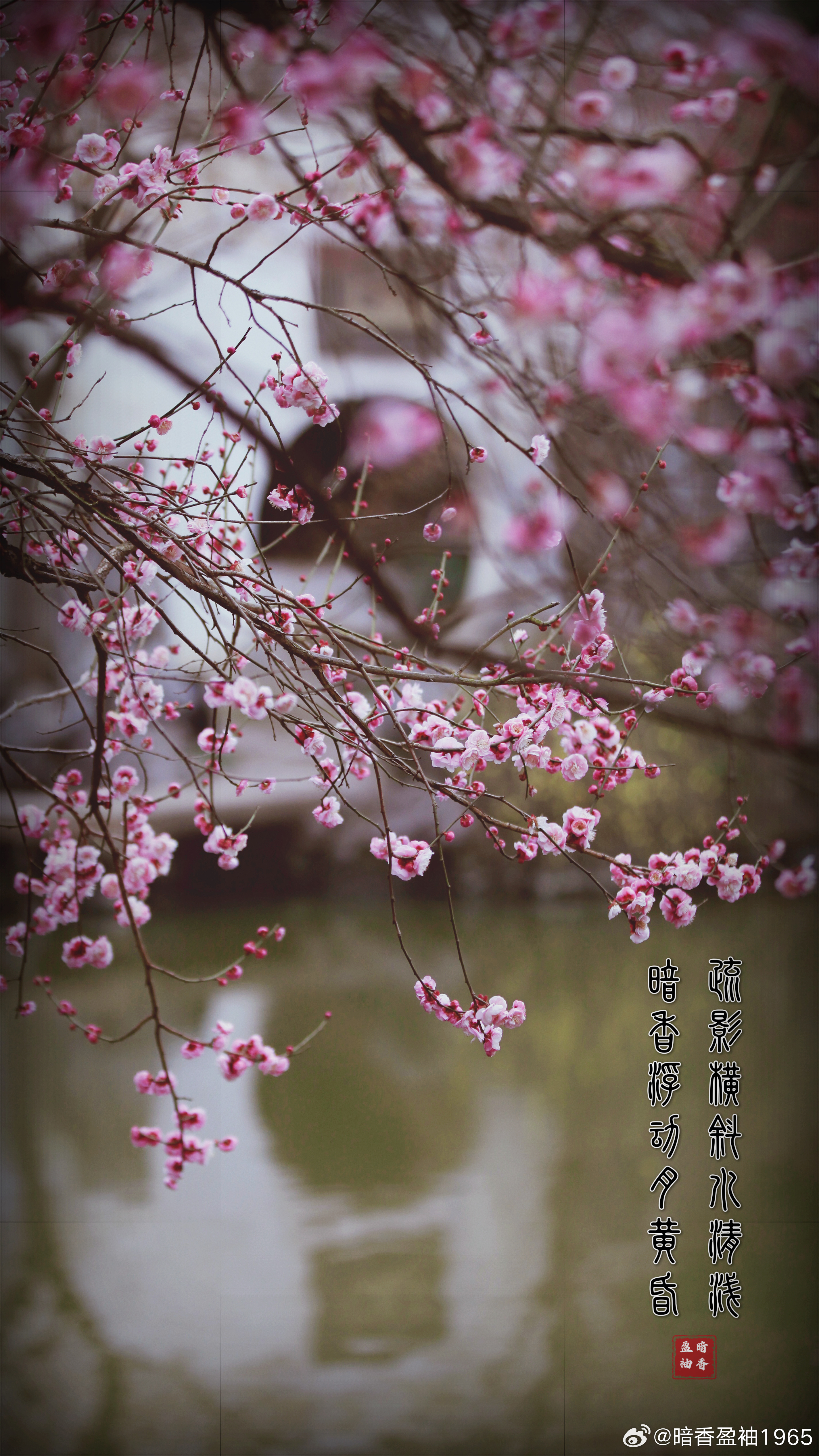 谜语庆典，疏梅横斜水清浅，瘦竹低垂月未央