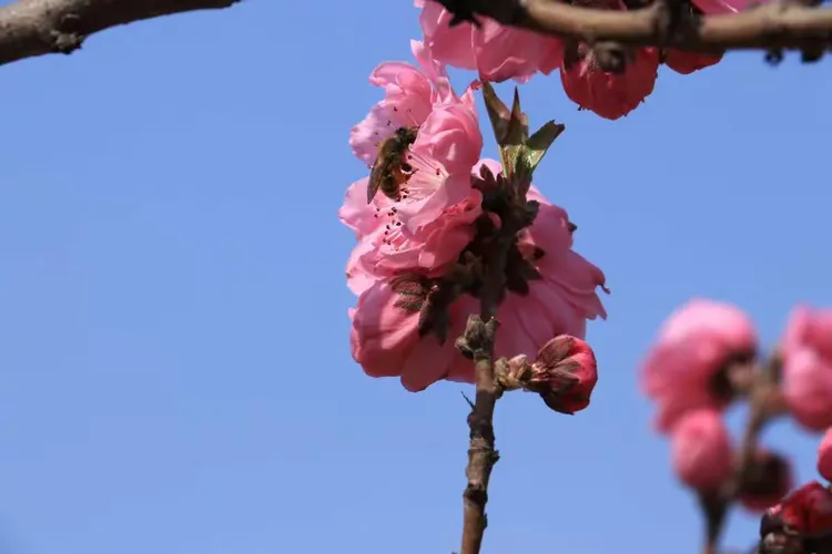 谜语解构,春花怒放 谜语解构,春花怒放