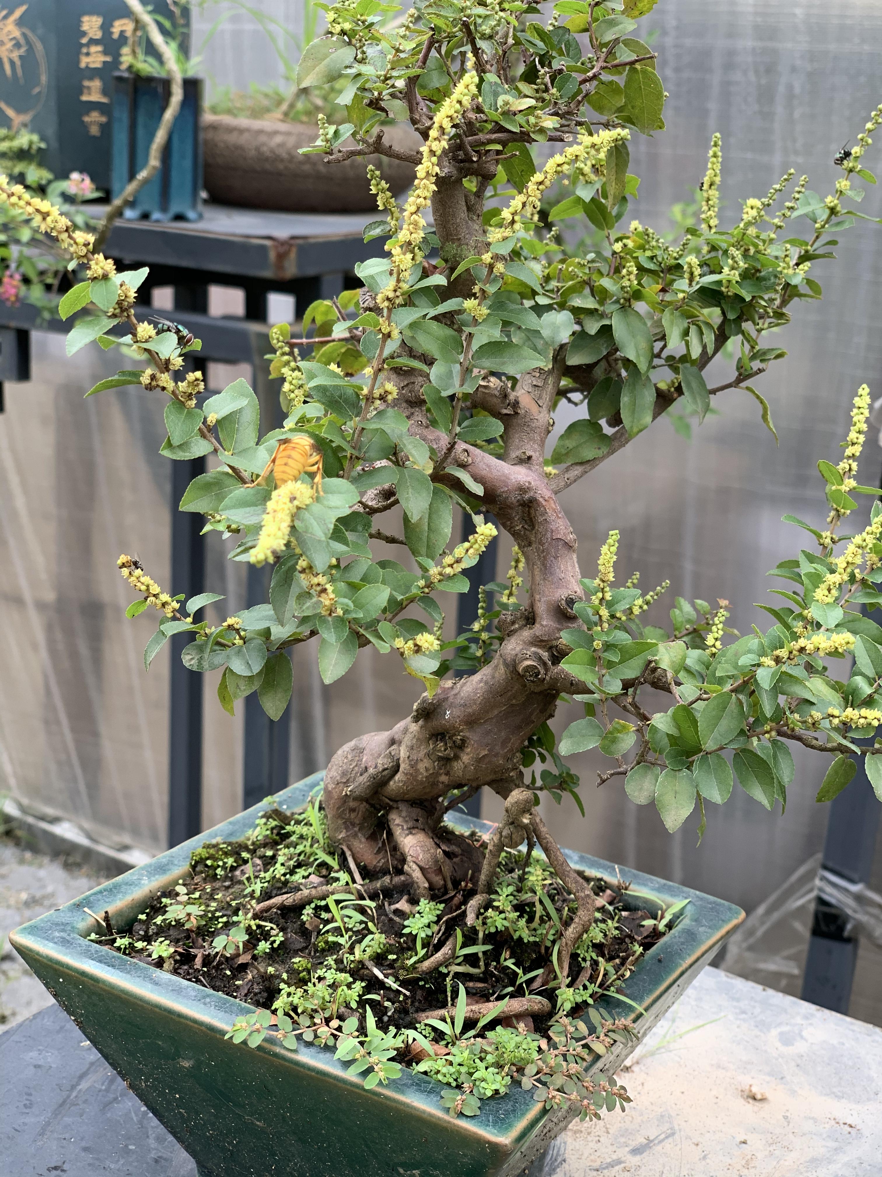 谜团，开花结果—文学教育的深度探索