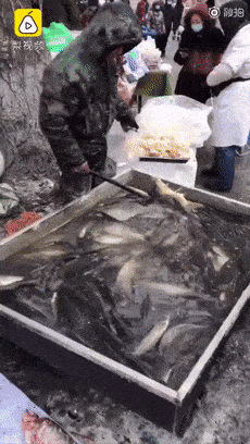 谜语魅力，欲钱买冰冻三尺的动物打一个准确的