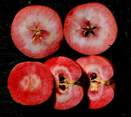 谜语价值，金銭何價，衣冠何穿，只知蘋果香且酸