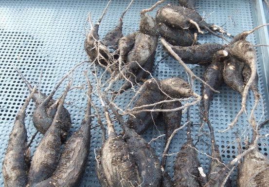 谜语习俗:鼠钻牛角