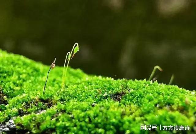 谜语节日，探索频苔嫩色涵波绿的文学魅力
