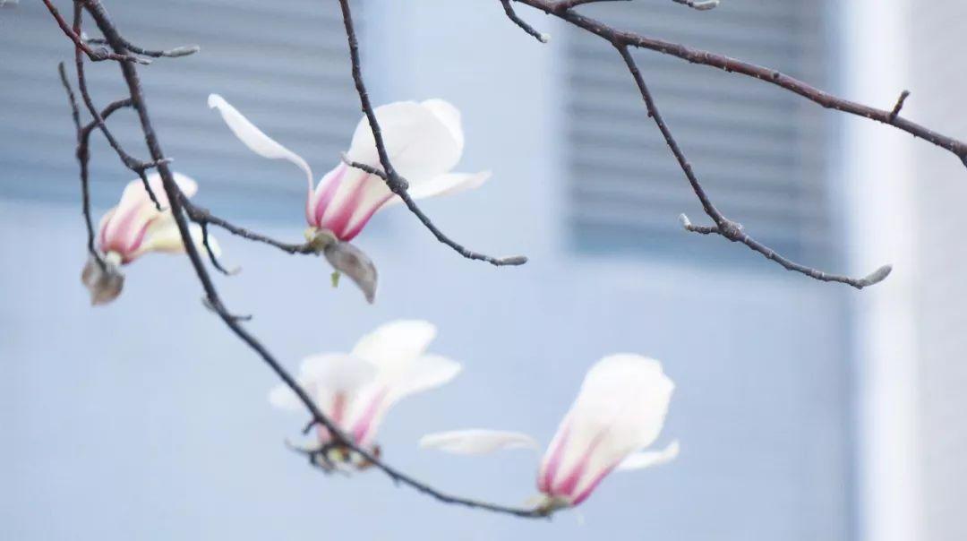 谜题游戏，春花怒放