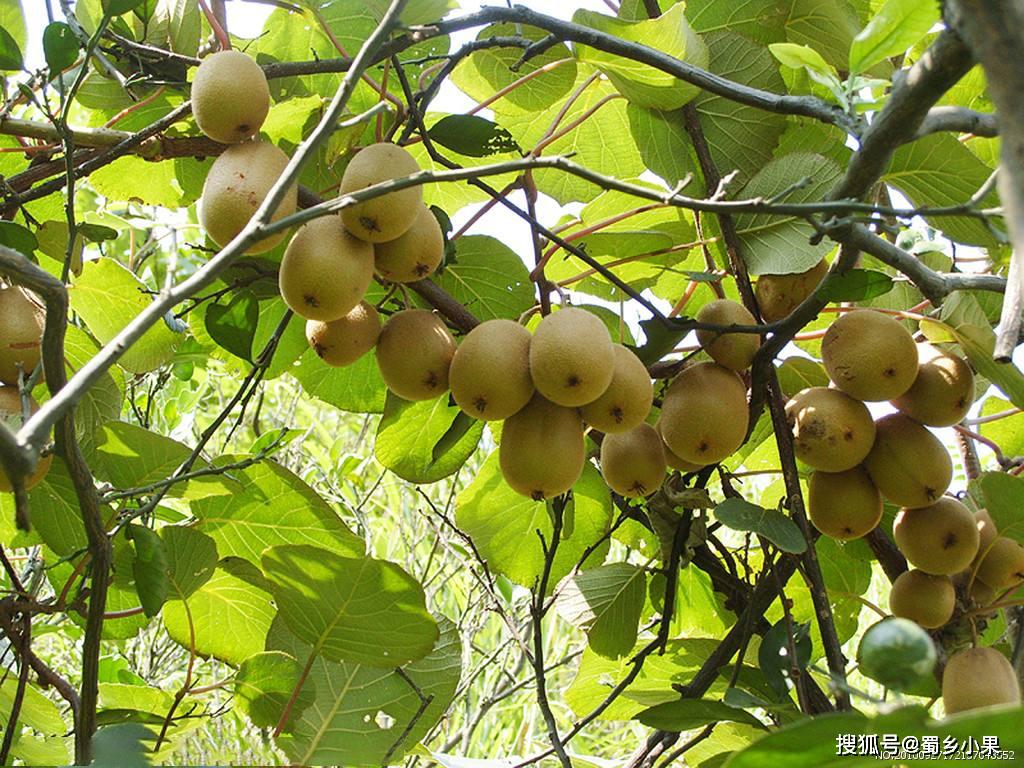 谜语分享，腾云驾雾后接龙，春华秋实猴摘果