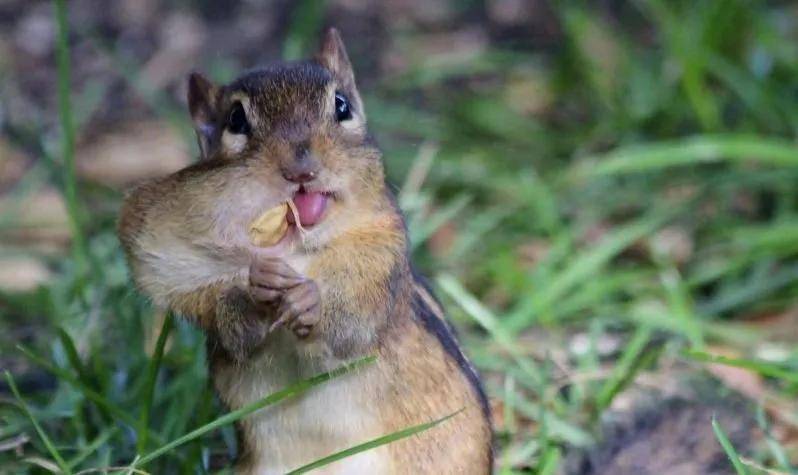 谜语文化，解析鼠钻牛角