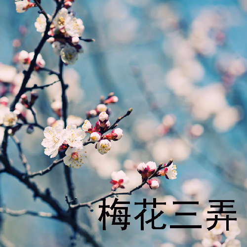 澳门梅花三弄，十句经典中的文化密码与艺术交响