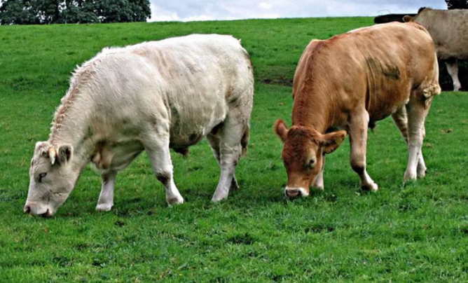 谜语实验:问牛知马