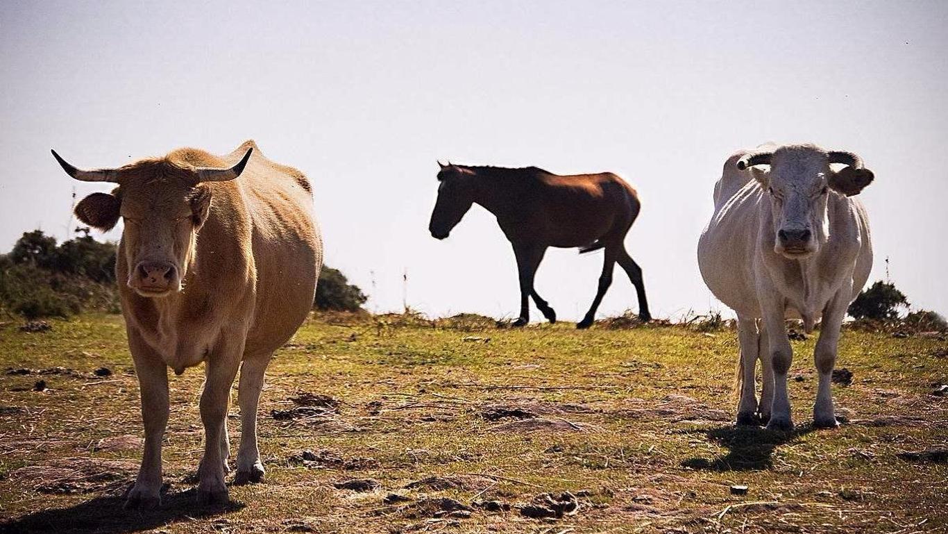 谜语吸引力:问牛知马