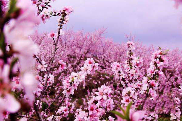 诗韵谜局，从自向庭中种荔枝，桃花春浸一篙深探寻生肖密码