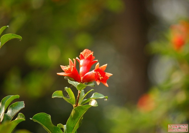 隐语，开花结果—文学教育的深度探索
