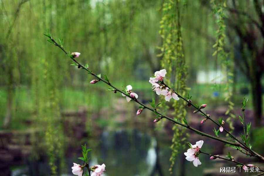 春风豆营抽新绿，解读谜语今期马虎牛出特