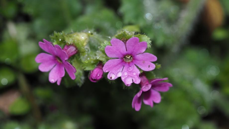 谜语起源，适者生存