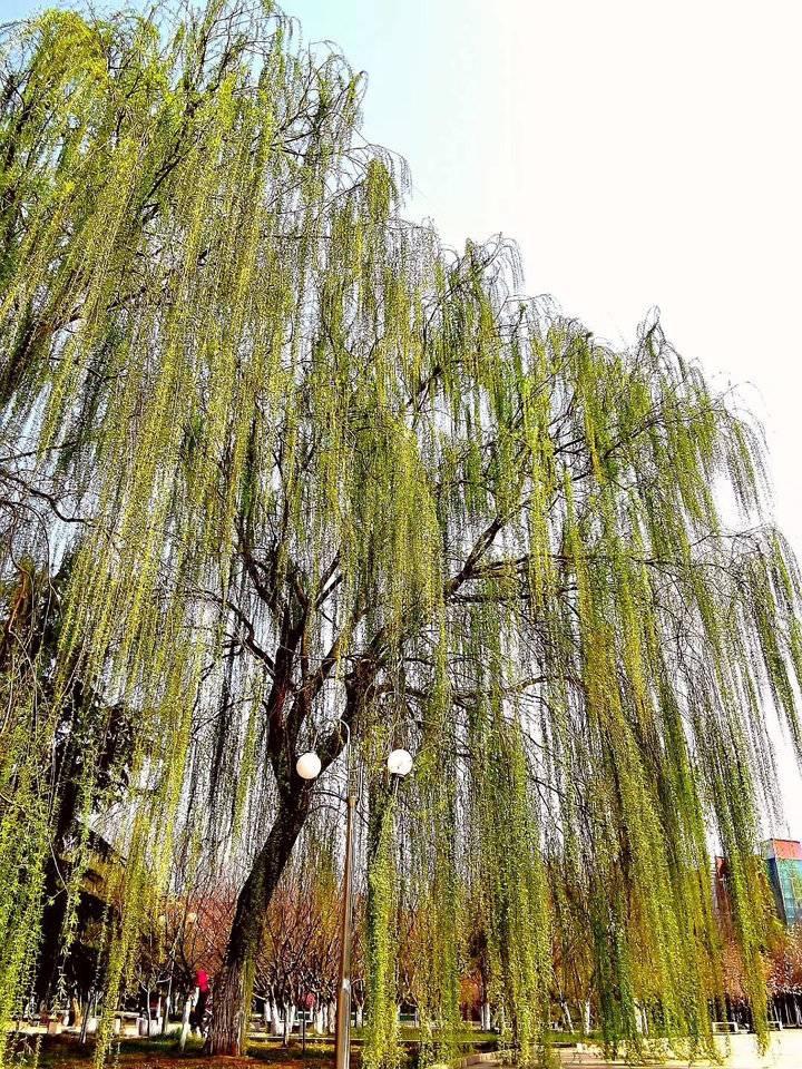 春花怒放时，那些藏在谜语里的千年习俗密码