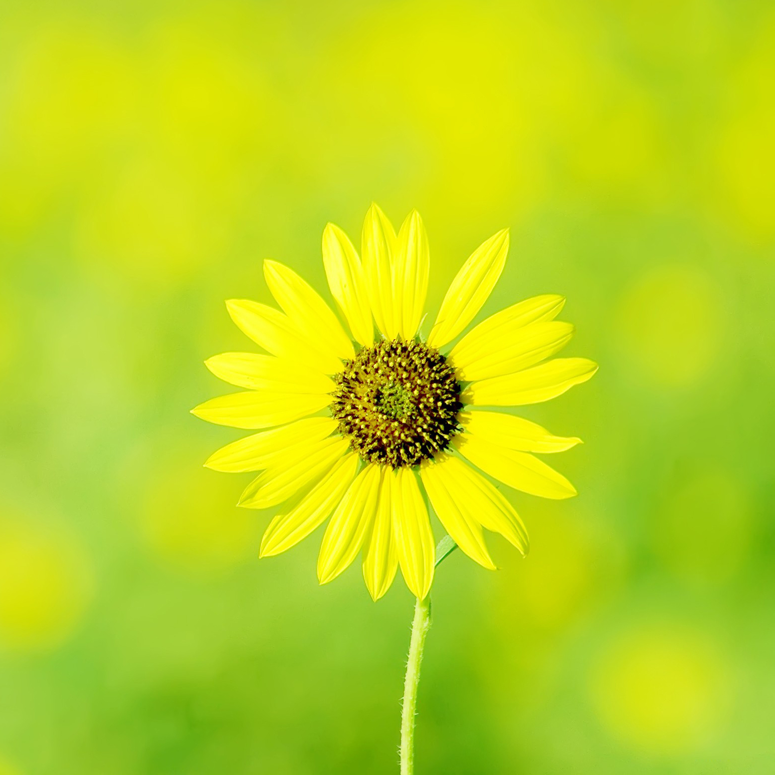 谜语活动:频苔嫩色涵波绿