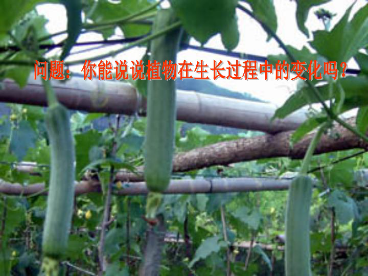 隐语，开花结果—文学教育的深度探索