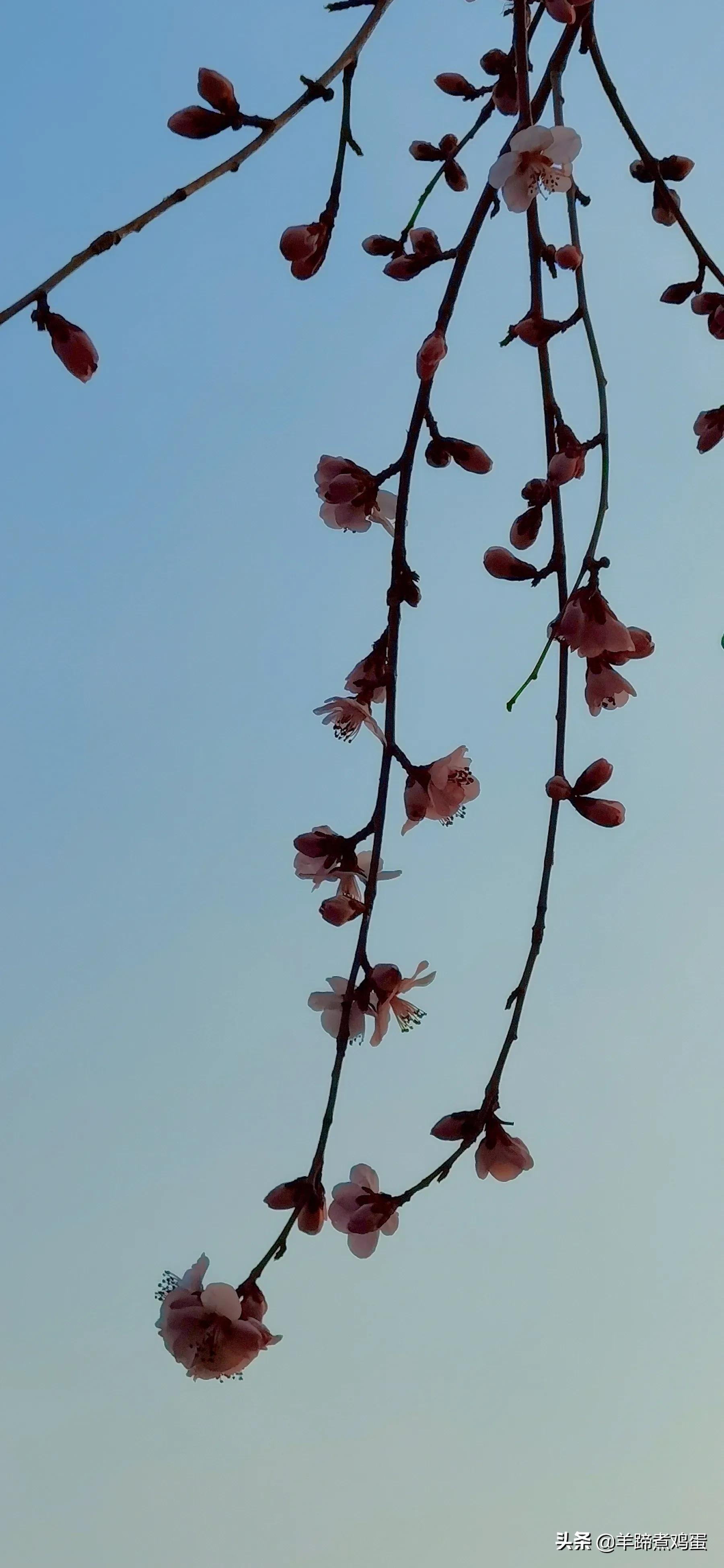 谜语互动，红英初绽倚春山，蓝溪绕岸水潺潺