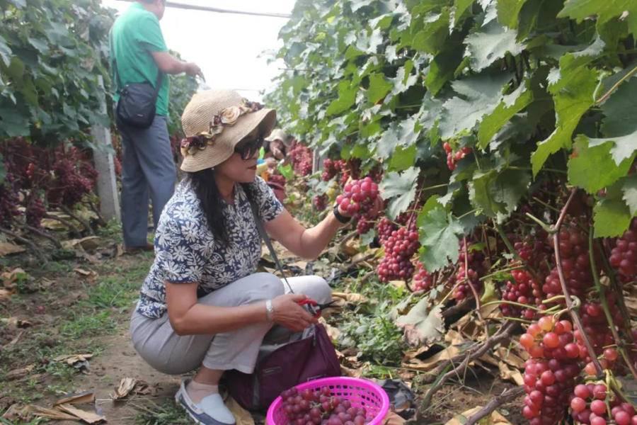 谜语应用，金銭何價，衣冠何穿，只知蘋果香且酸