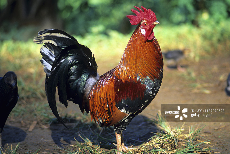 解码猪棚鸡棚半六九，当传统谜语撞上现代时尚的跨界狂想