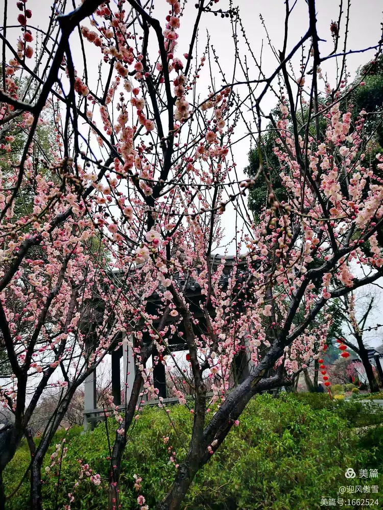 谜戏:疏梅横斜水清浅，瘦竹低垂月未央