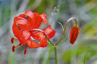 谜语活动:红觉山丹冒雨开