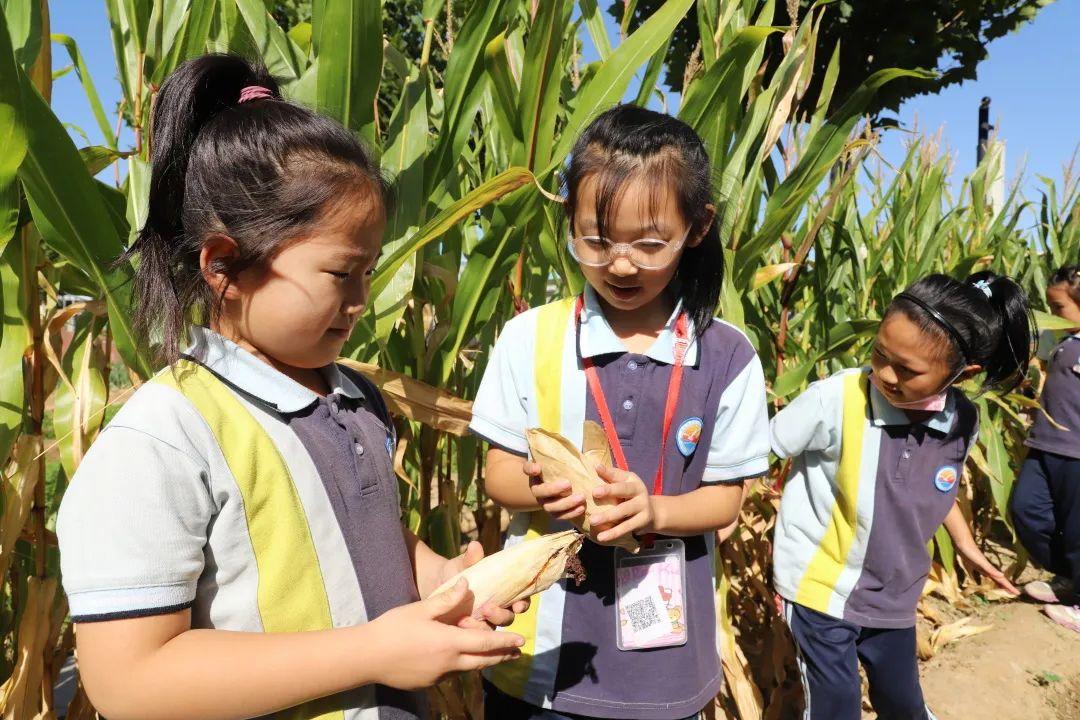 谜语发现:今期三六开，四大才子中状元