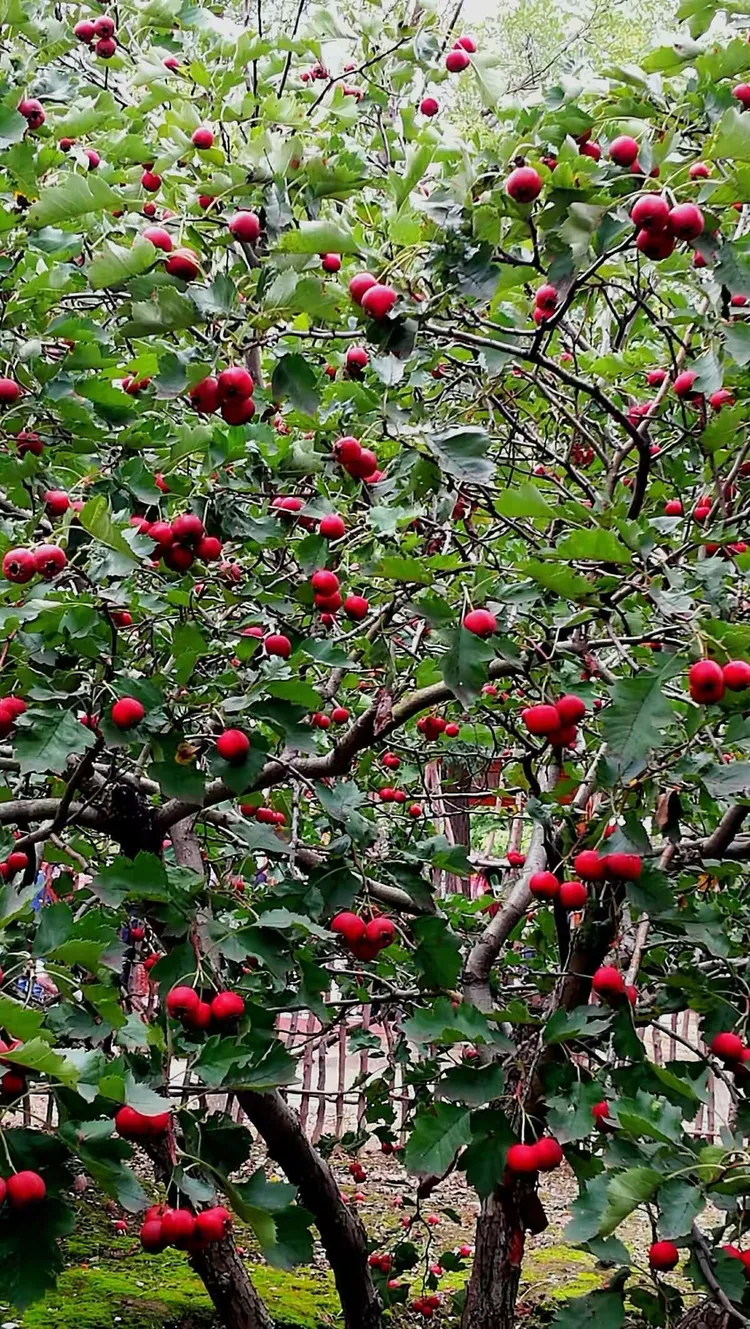 谜语学术:腾云驾雾后接龙，春华秋实猴摘果