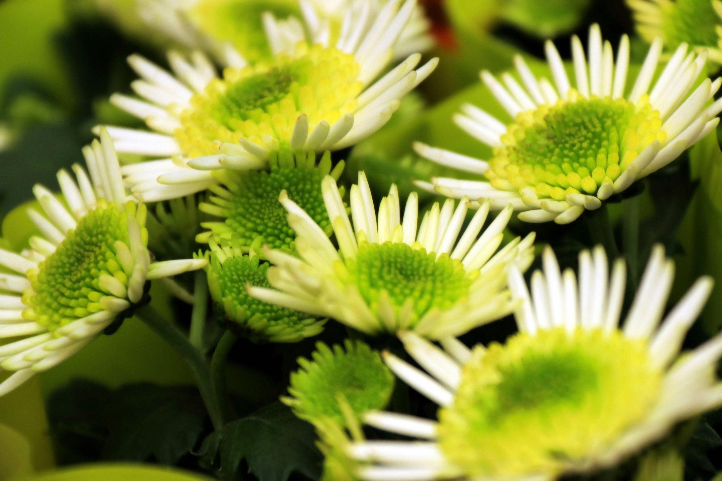 谜语欣赏，春意融融