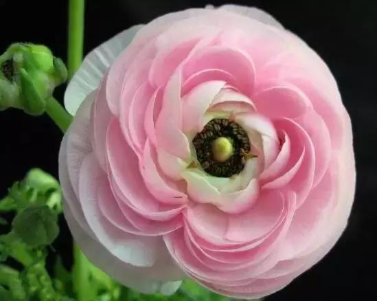 谜题游戏，姿熊萬千人被迷，精于歌舞使殺機