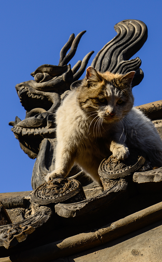谜面解析，龙虎相随在门前，生死相冲看谁人