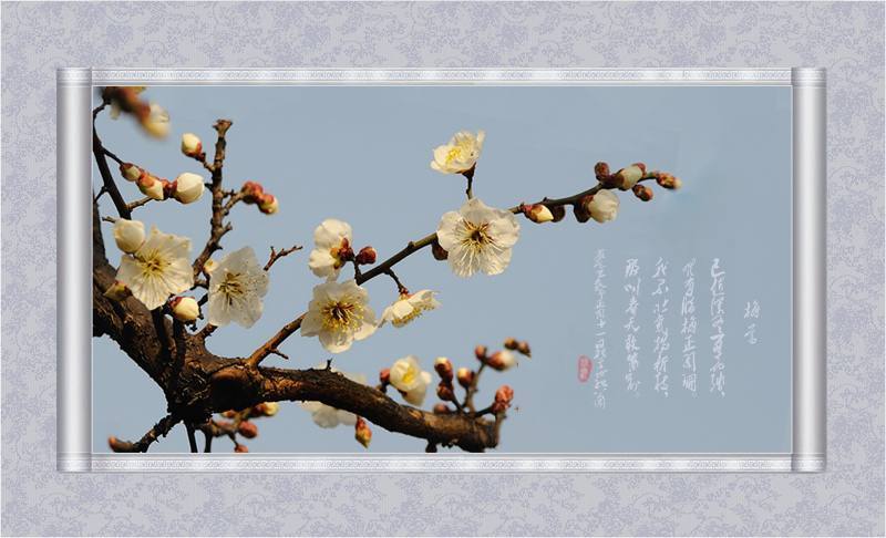 梅花三弄，穿越千年的冬日雅韵，免费共享的文化盛宴