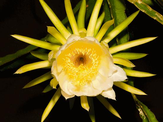 谜团，开花结果—文学教育的深度探索