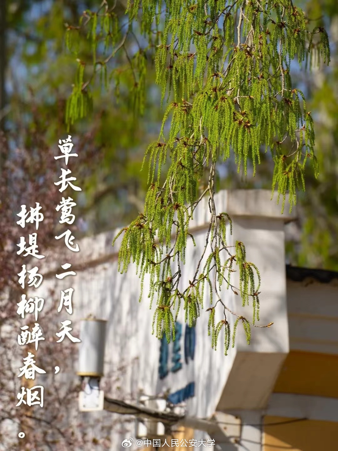 谜语测试，今期马虎牛出特，春风豆营抽新绿