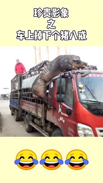 谜语学术，探索猪棚鸡棚半六九相伴三车轻郎马聪伴六三九中的深层含义