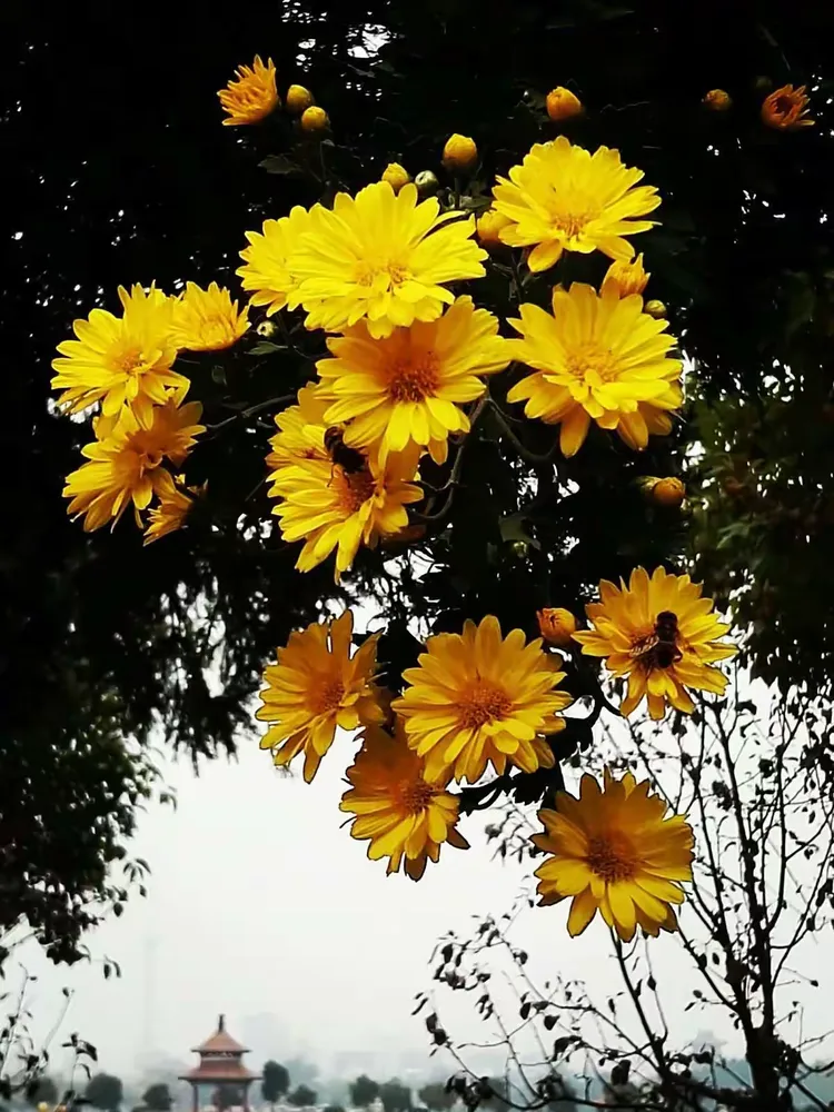 谜语探索，换得人间九日黄—夏玉鸣金有少游