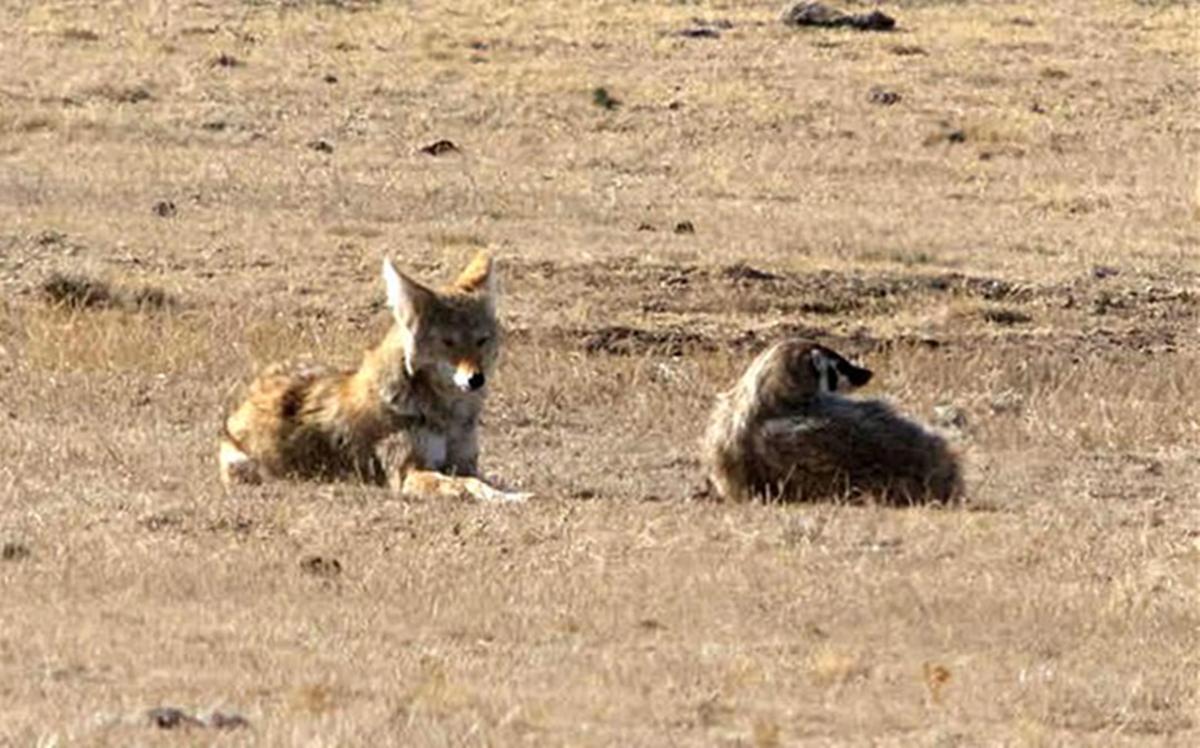 文字谜,适者生存—文学教育中的隐喻与启示 文字谜,适者生存—文学教育中的隐喻与启示