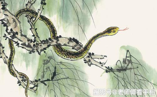 谜语乐趣，探寻常见之物是猪狗，马带龙跑蛇缠身的奥秘